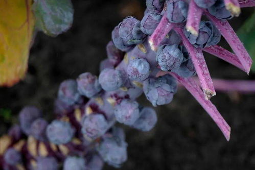 基因組編輯專利問題 技術咨詢視角下糧食未來的隱憂